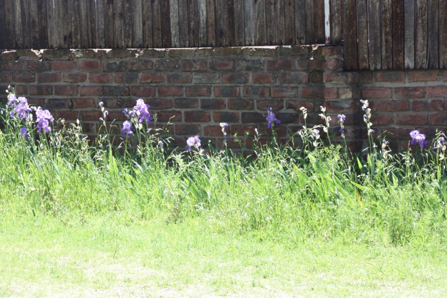 3 Bedroom Property for Sale in Dewetsdorp Free State